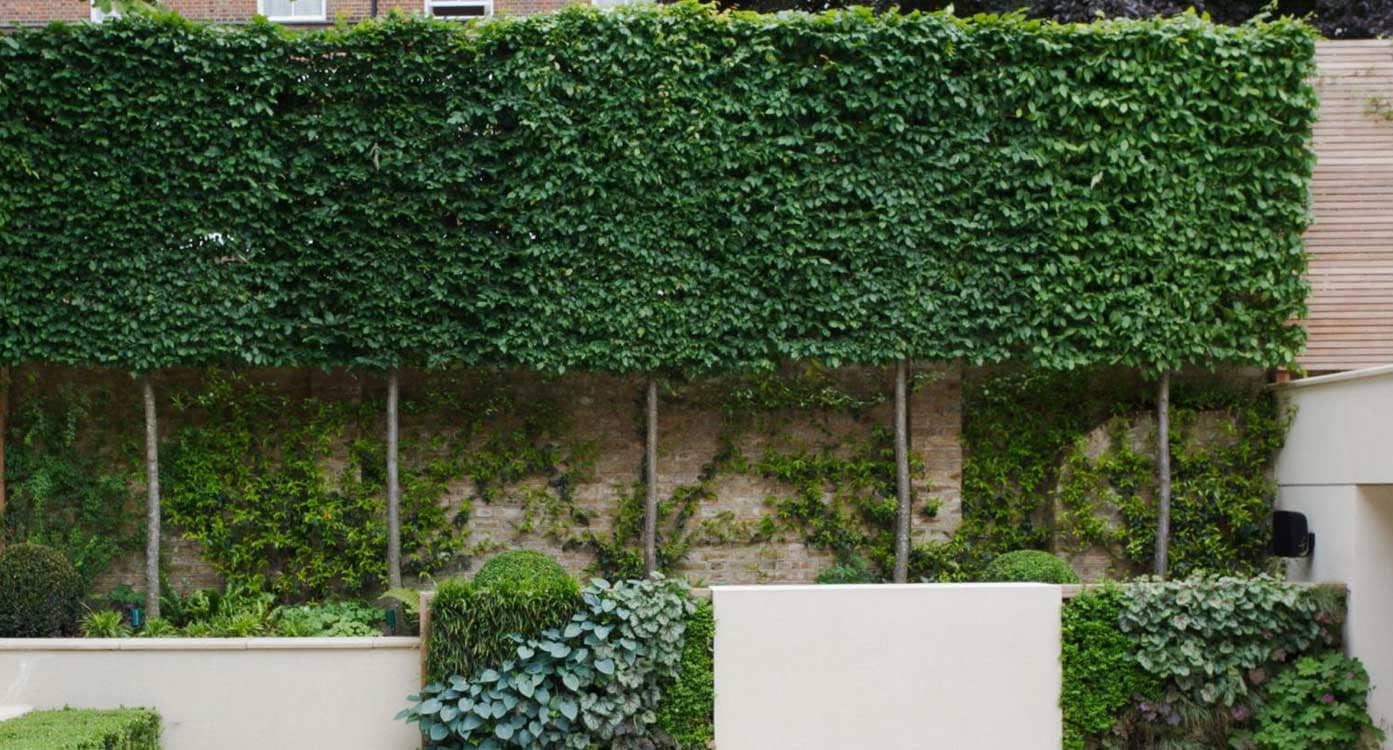 Premium Architectural Lawn